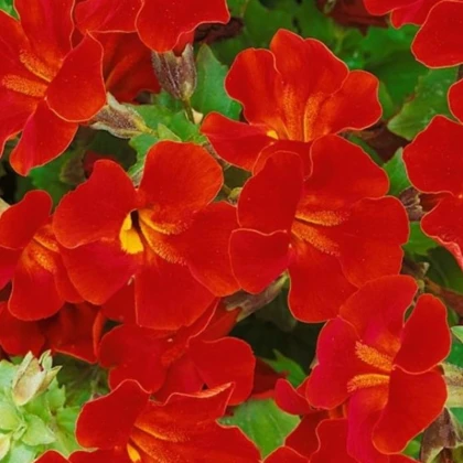 Kejklířka Magic Red - Mimulus hybridus - semena kejklířky - 30 ks