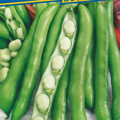 Bob obecný Perla - Vicia faba - semena bobu - 20 ks