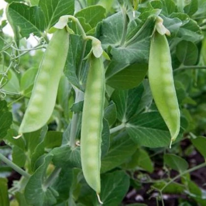BIO Hrách cukrový Ambrosia - Pisum sativum - bio semena hrachu - 45 ks