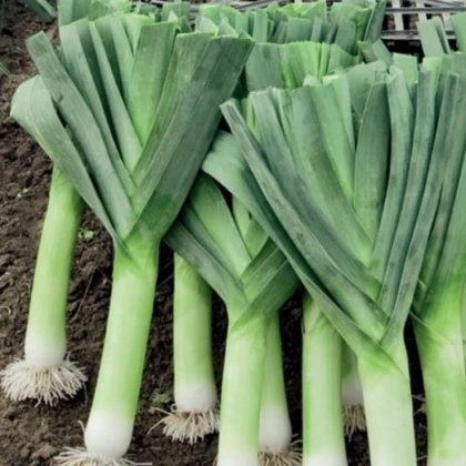 Pór Herbstriesen 2 - Allium porrum - semena póru - 200 ks