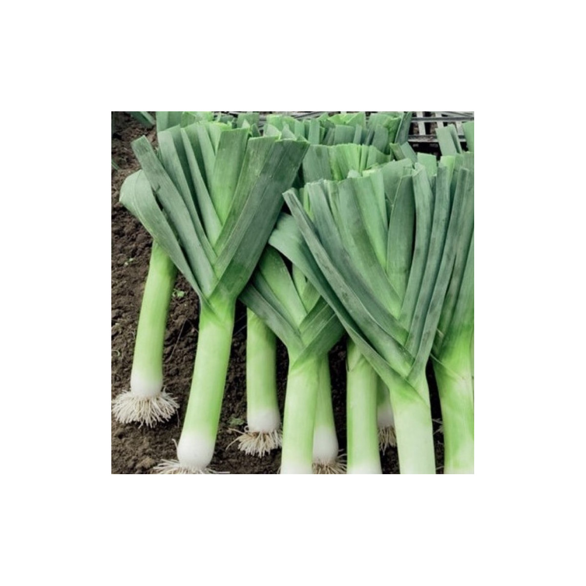 Pór Herbstriesen 2 - Allium porrum - semena póru - 200 ks