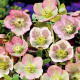 Čemeřice východní - Helleborus orientalis - prostokořenné sazenice čemeřice - 1 ks