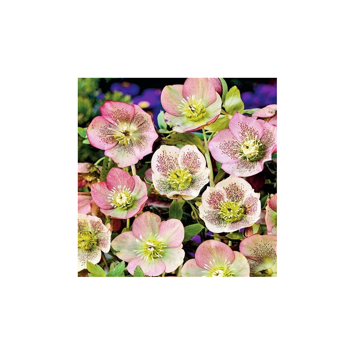 Čemeřice východní - Helleborus orientalis - prostokořenné sazenice čemeřice - 1 ks
