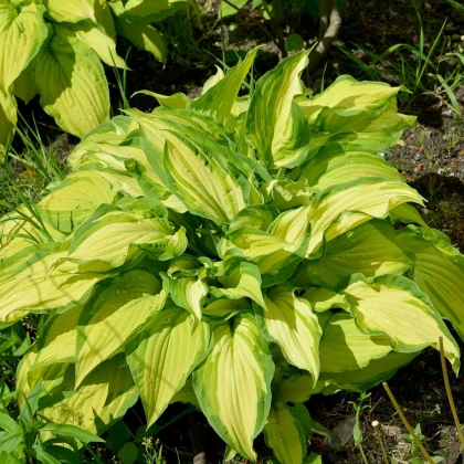Bohyška - Hosta Albopicta - hlízy bohyšky - 1 ks