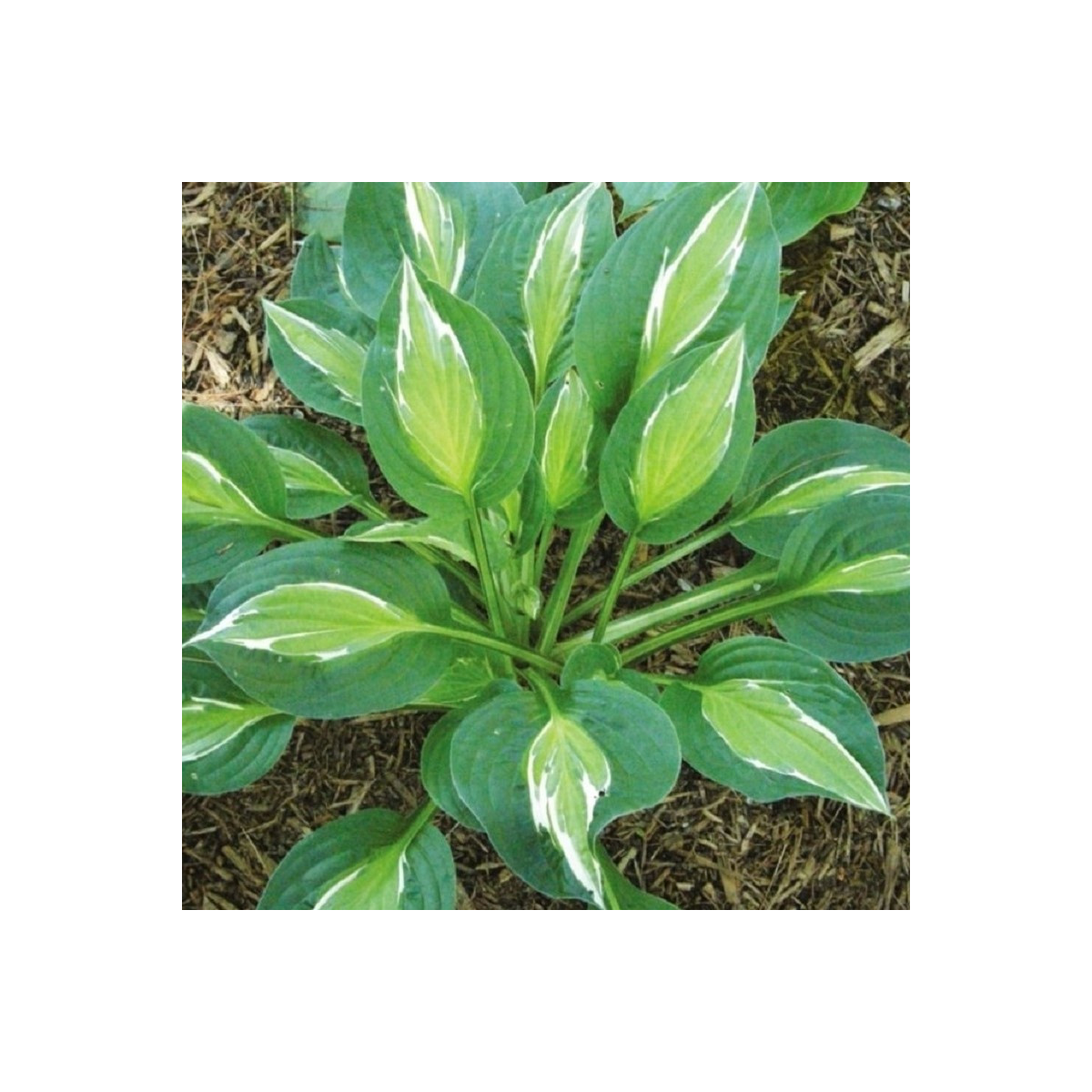 Bohyška - Hosta Snake Eyes - hlízy bohyšky - 1 ks