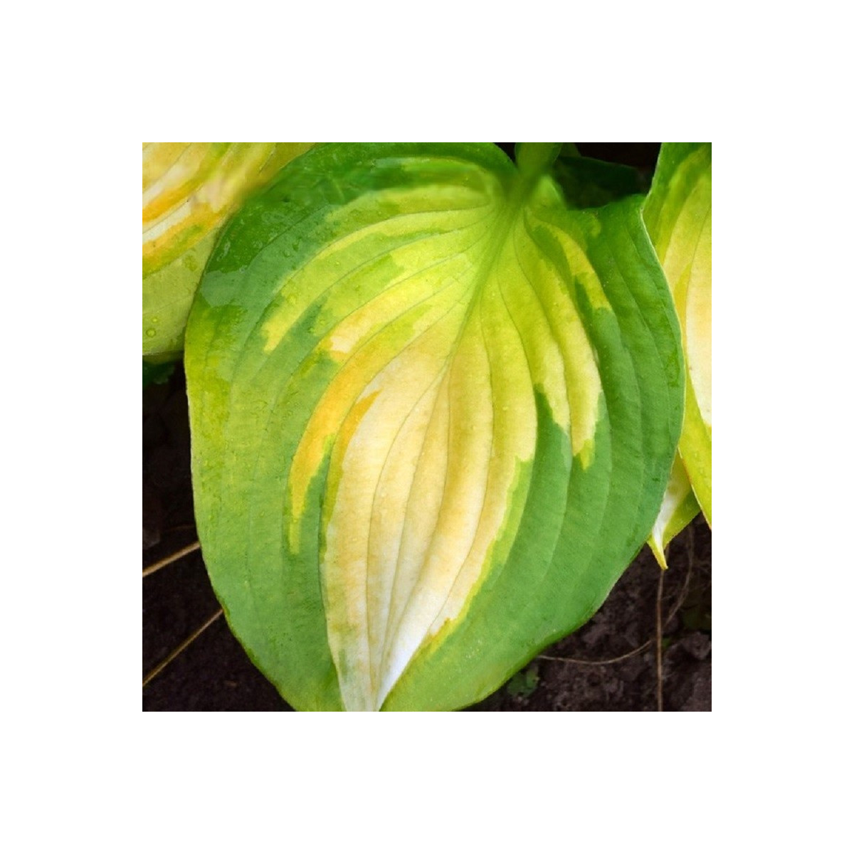 Bohyška - Hosta Banana Bay - hlízy bohyšky - 1 ks