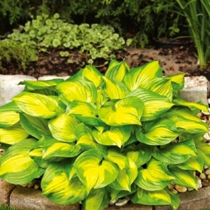 Bohyška - Hosta Banana Bay - hlízy bohyšky - 1 ks
