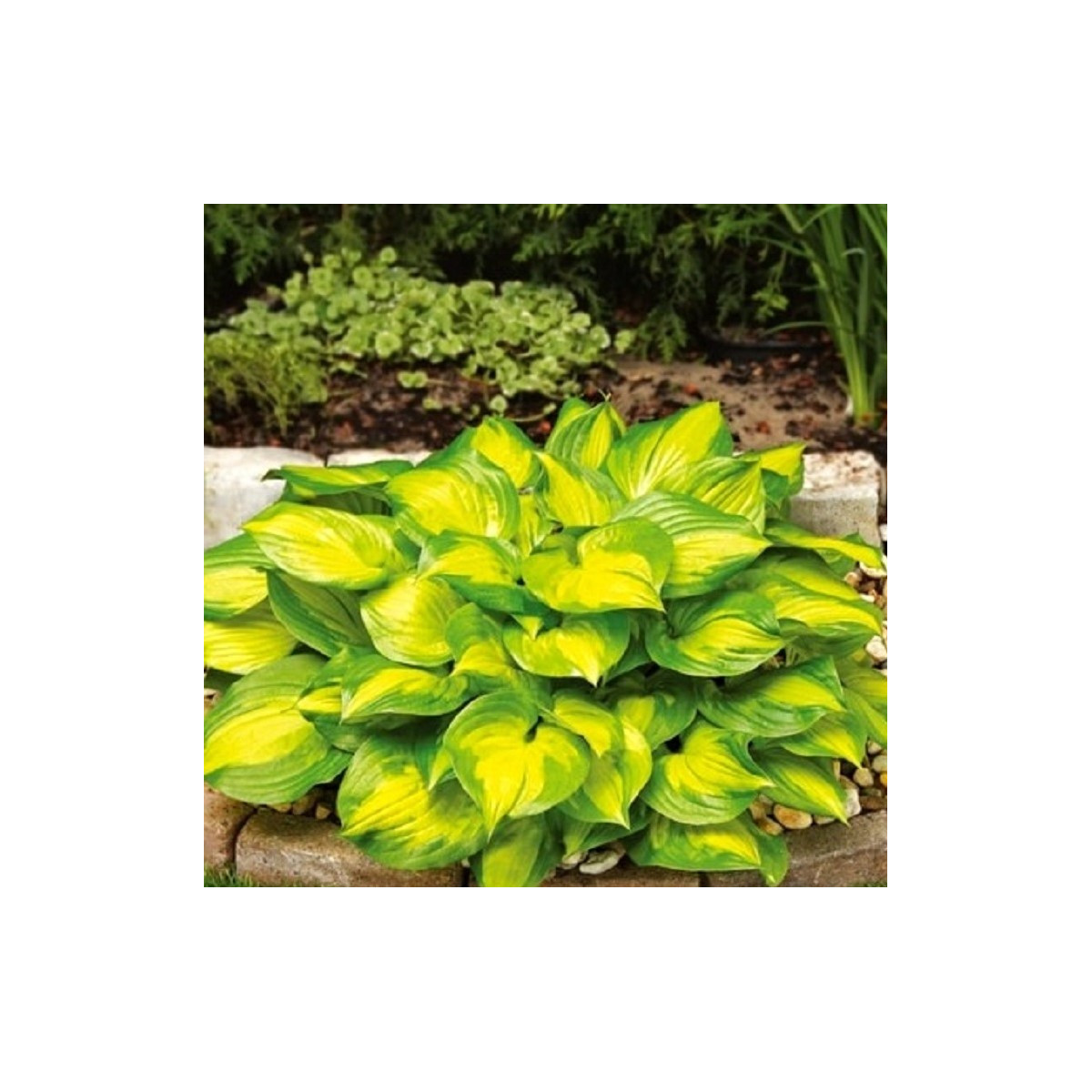 Bohyška - Hosta Banana Bay - hlízy bohyšky - 1 ks