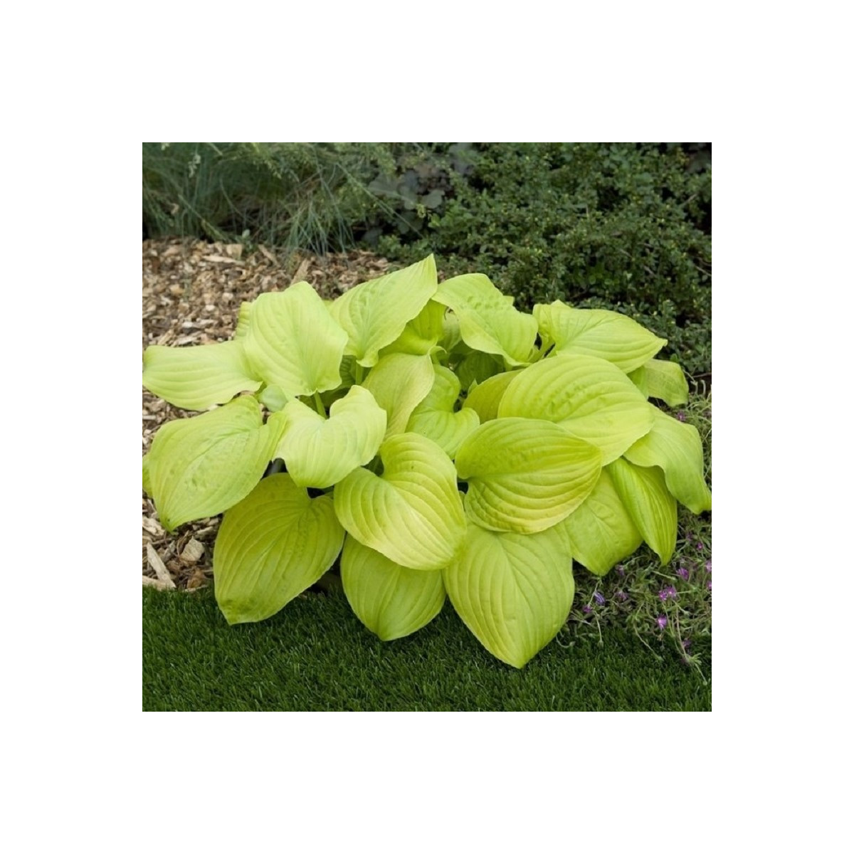 Bohyška - Hosta Tortilla Chip - hlízy bohyšky - 1 ks