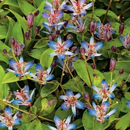 Liliovka srstnatá Tojen - Tricyrtis hirta - prostokořenné sazenice liliovky - 1 ks