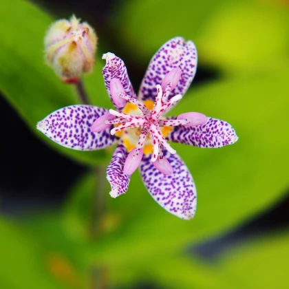 Liliovka srstnatá - Tricyrtis hirta - prostokořenné sazenice liliovky - 1 ks