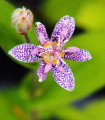 Liliovka srstnatá - Tricyrtis hirta - prostokořenné sazenice liliovky - 1 ks