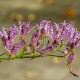 Liliovka srstnatá - Tricyrtis hirta - prostokořenné sazenice liliovky - 1 ks