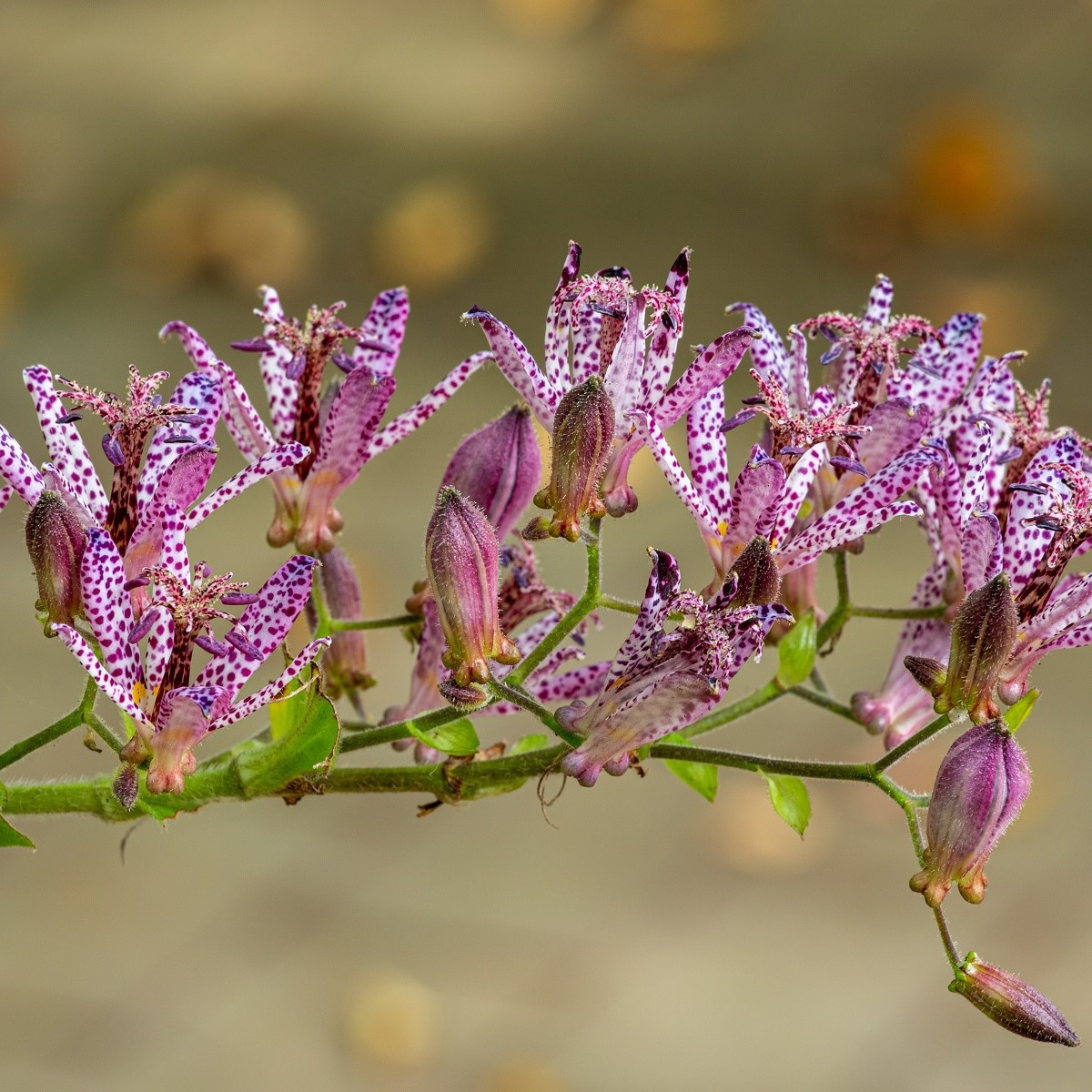 Liliovka srstnatá - Tricyrtis hirta - prostokořenné sazenice liliovky - 1 ks