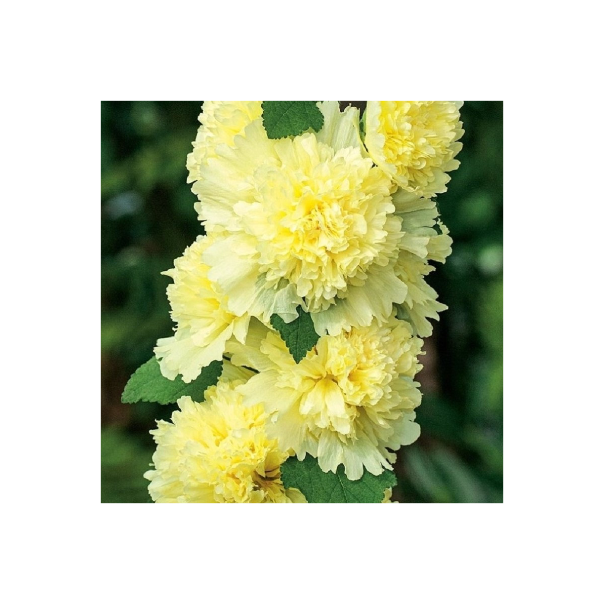 Topolovka Spring Celebrities Lemon - Alcea - prostokořenné sazenice topolovky - 1 ks