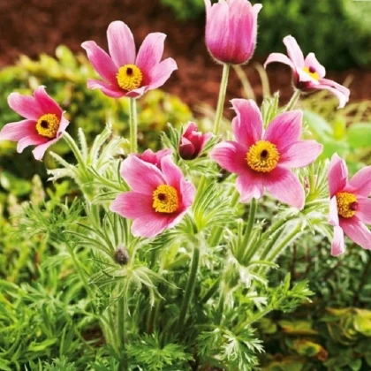 Koniklec růžový - Pulsatilla - prostokořenné sazenice - 1 ks