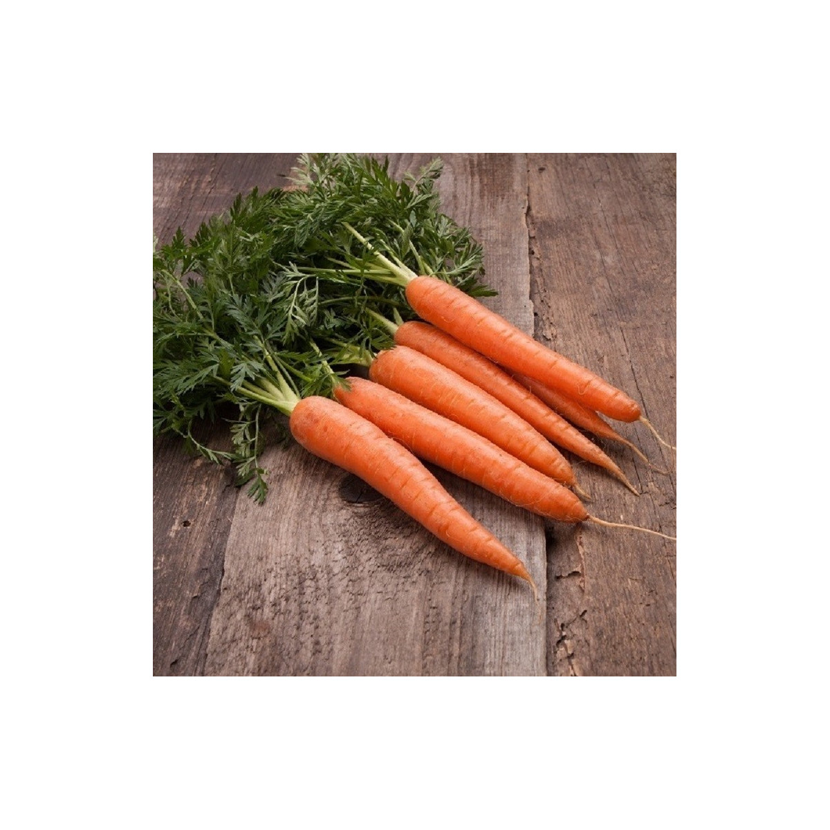 BIO Mrkev raná Touchon - Daucus carota - bio semena mrkve - 200 ks