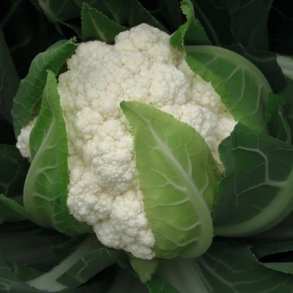 BIO Květák Flamenco F1 - Brassica oleracea - bio semena květáku - 15 ks