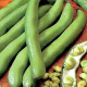 BIO Bob Hangdown - Vicia faba - semena bio bobu - 20 ks