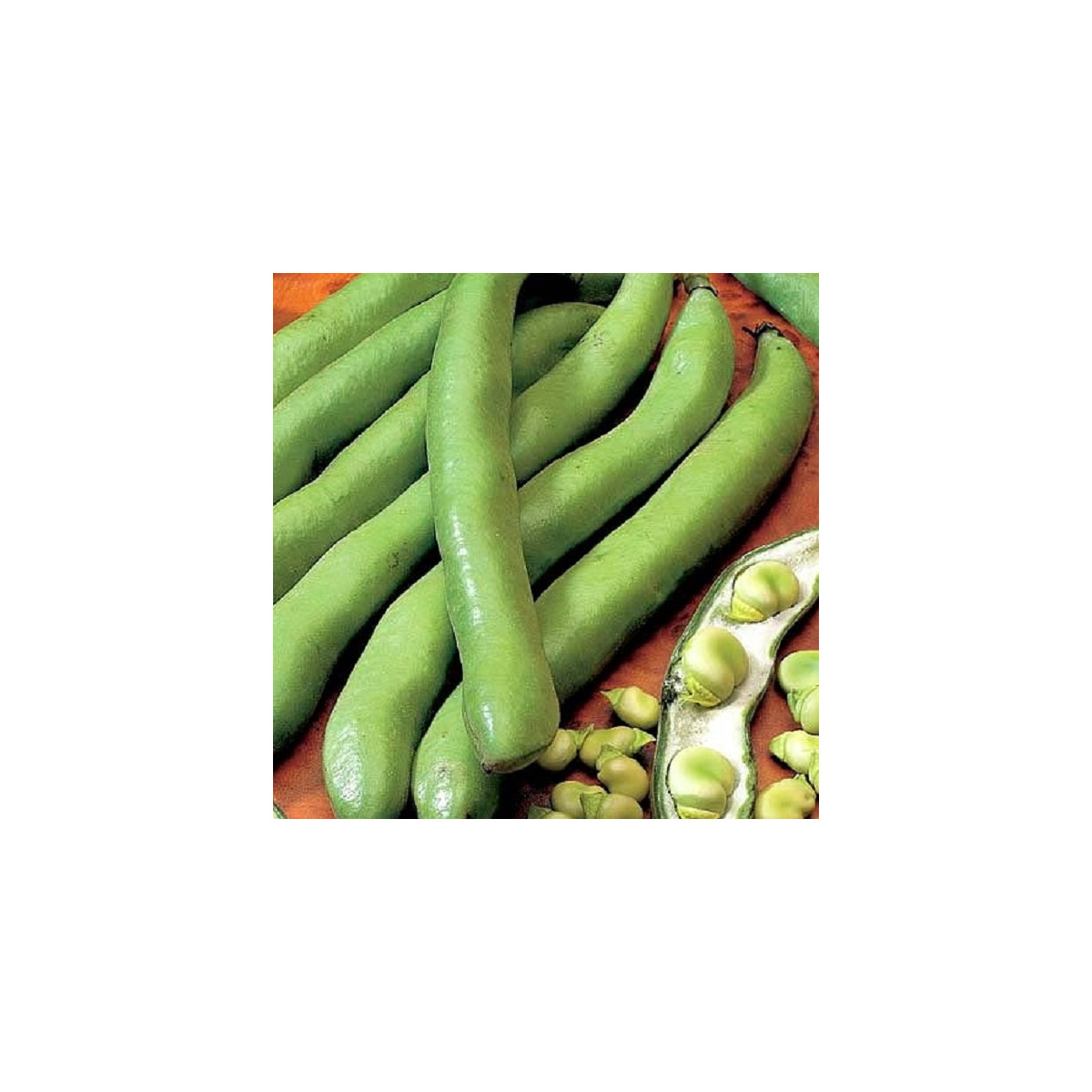 BIO Bob Hangdown - Vicia faba - semena bio bobu - 20 ks