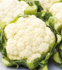 BIO Květák pozdní Tabiro - Brassica oleracea - bio semena květáku - 20 ks