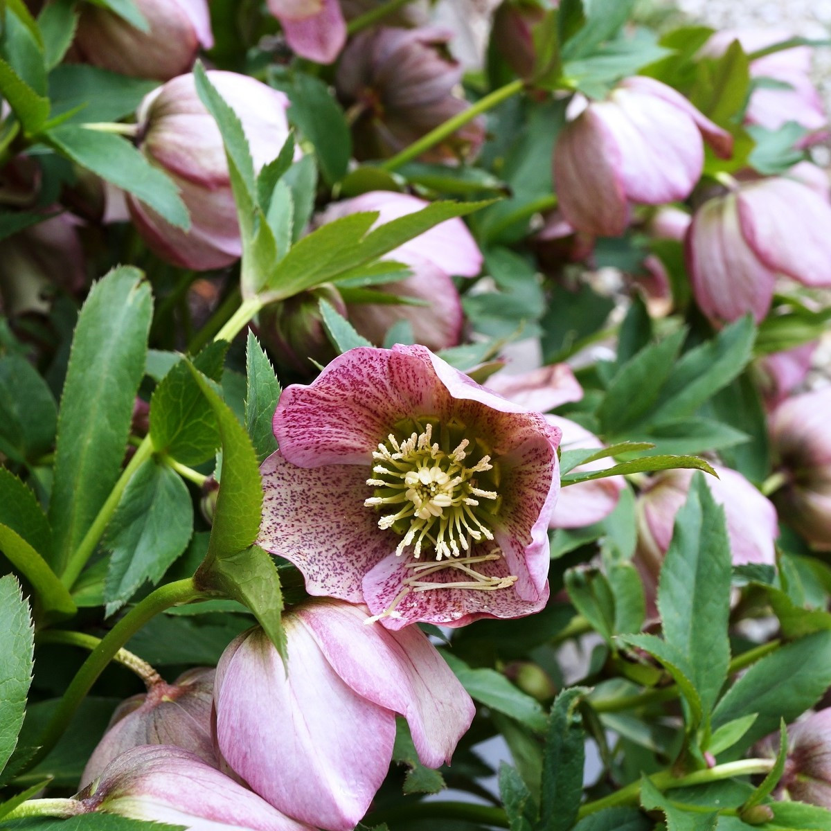 Čemeřice východní - Helleborus orientalis - prostokořenné sazenice čemeřice - 1 ks