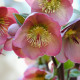 Čemeřice Montsegur - Helleborus - prostokořenné sazenice čemeřice - 1 ks