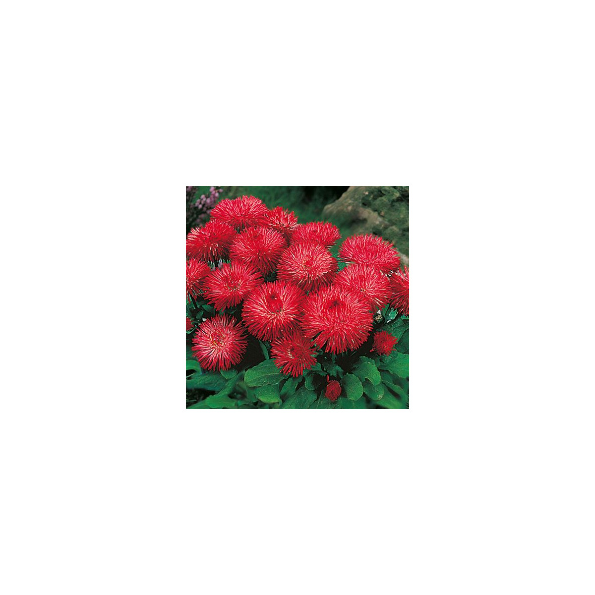 Sedmikráska červená Benary - Bellis perennis - semena sedmikrásky - 40 ks
