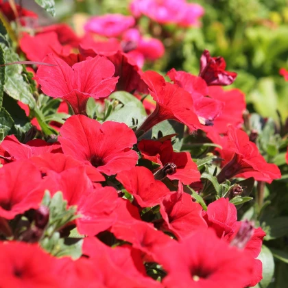 Petúnie Musica Red F1 - Petunia x grandiflora - semena petúnie - 30 ks
