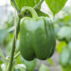 Paprika Beluga green F1 - Capsicum annuum - semena papriky - 5 ks