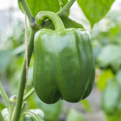 Paprika Beluga green F1 - Capsicum annuum - semena papriky - 5 ks
