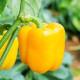 Paprika Beluga F1 Yellow - semena - capsicum annuum
