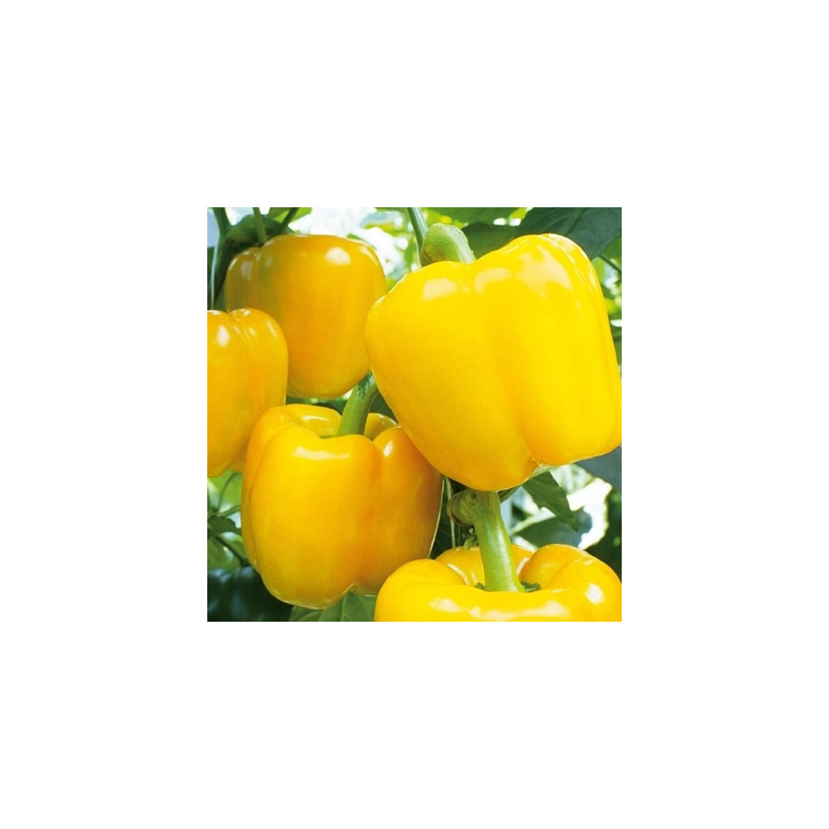 Paprika Beluga Yellow F1 - Capsicum annuum - semena papriky - 5 ks