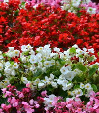 Begonie Nightlife Mix F1 - Begonia semperflorens - osivo begónie - 12 ks