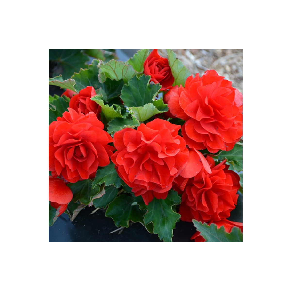 Begónie Nonstop F1 Red - Begonia tuberhybrida - semena begónie - 20 ks