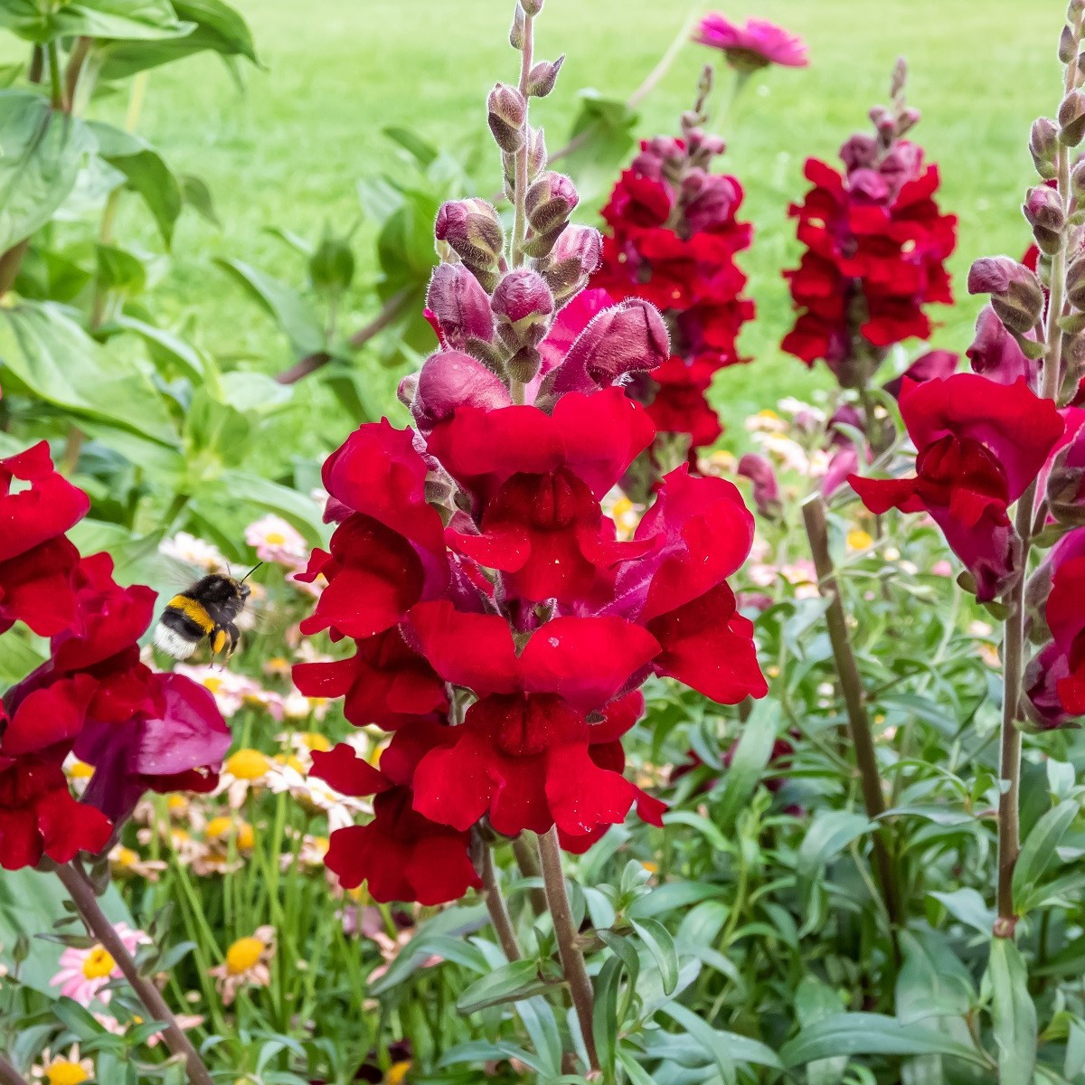 Hledík větší Rocket F1 Red - Antirrhinum majus - semena hledíku - 20 ks