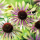 Třapatkovka Green Twister - Echinacea purpurea - prostokořenné sazenice třapatkovky - 1 ks