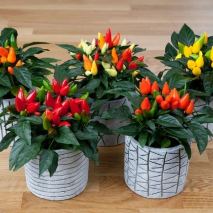 Okrasná paprika Salsa Mix - Capsicum annuum - semena papriky - 7 ks