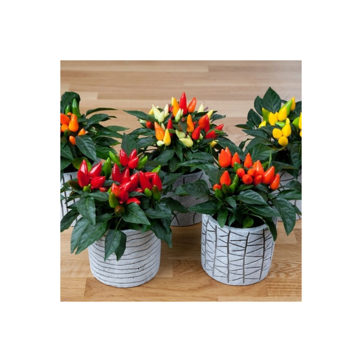 Okrasná paprika Salsa Mix - Capsicum annuum - semena papriky - 7 ks