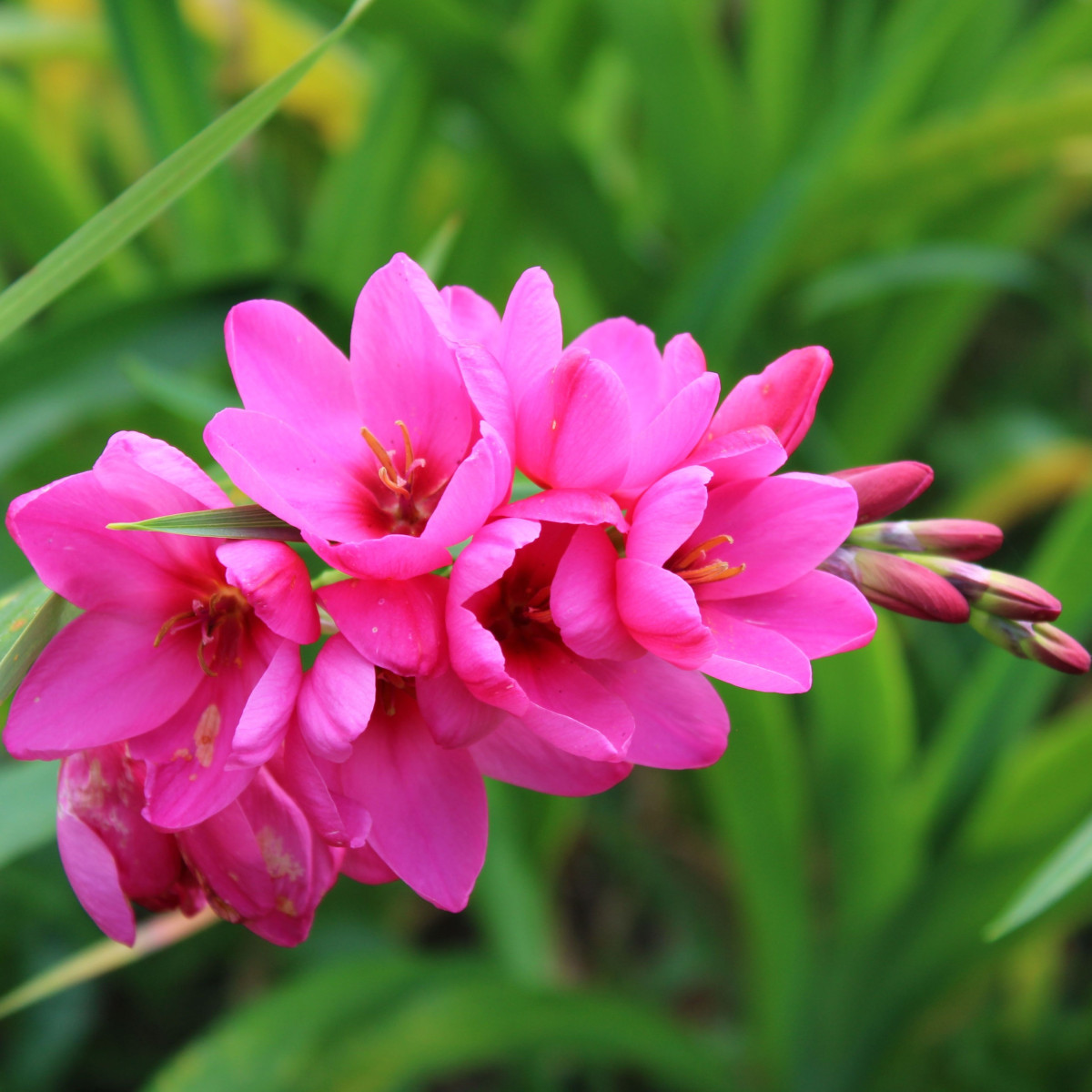 Duhovice Venus - Ixias - hlízy duhovice - 3 ks