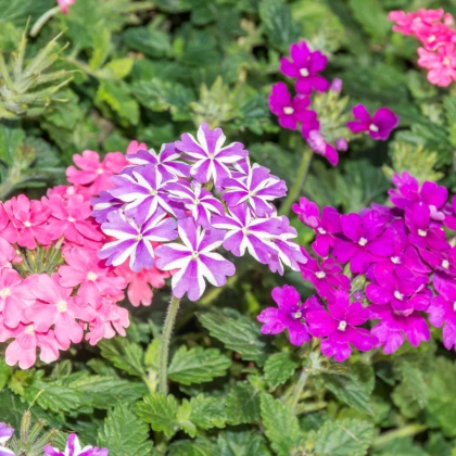Sporýš zkřížený směs barev - Verbena hybrida - semena sporýše - 50 ks