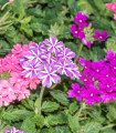 Sporýš zkřížený směs barev - Verbena hybrida - semena sporýše - 50 ks