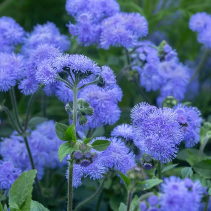 Nestařec americký Blue - Ageratum houstonianum - semena nestařce - 50 ks