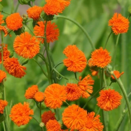 Emilia javanica Irish poet - semena emilie - 230 ks