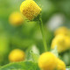 Homer káposztás plamatka – Spilanthes oleracea – plamatka magok – 60 db