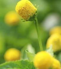 Homer káposztás plamatka – Spilanthes oleracea – plamatka magok – 60 db
