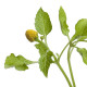 Homer káposztás plamatka – Spilanthes oleracea – plamatka magok – 60 db