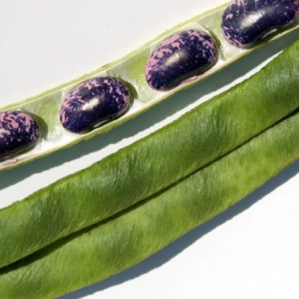 Fazole šarlatová Lady Di - Phaseolus coccineus - semena fazole - 10 ks