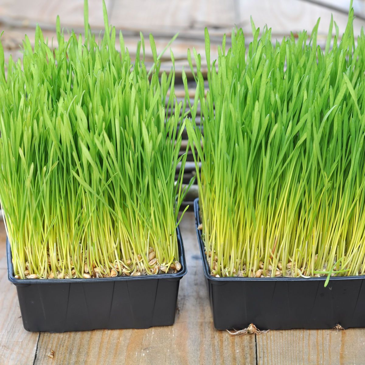 Velikonoční osení - ječmen jarní - 250 g