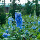 Stračka Magic Fountains Sky Blue - Delphinium cultorum - semena stračky - 50 ks